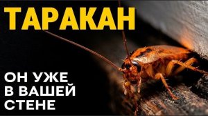 Таракан чем он опасен, даже когда его уже нет в вашем доме