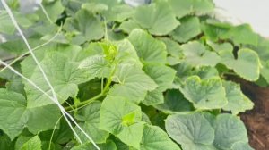 Урожай огурцов только начинается.