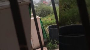 НУ ЧТО МОЖЕТ ВЫРОСТИ ЕСЛИ ЛЕТО НЕТ