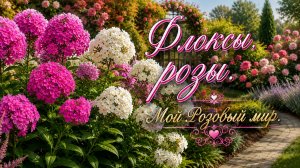 Розы/лилии/флоксы/дихондра.