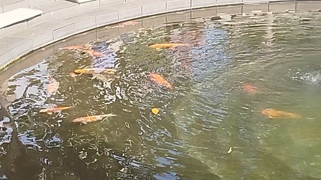 288 смотреть онлайн