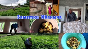 А вот и молодая картошечка, побелка у бабы Лизы, маслята