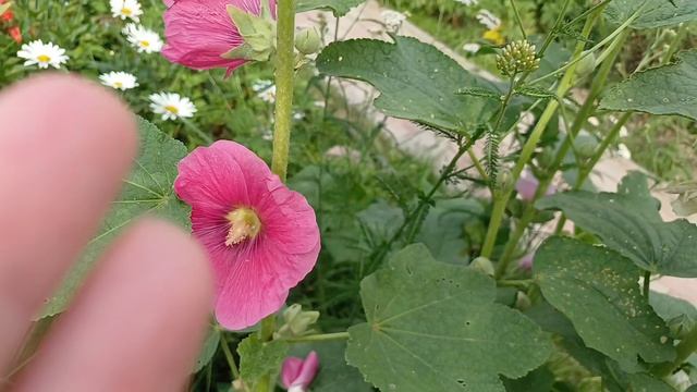 Остались 🍅 🍅 в теплице. смотреть онлайн