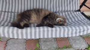 ✅️Во саду ли ,в огороде Ивановна гуляла.😁👋