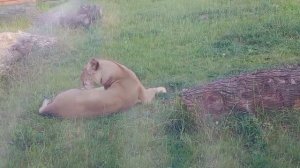 WIUW7406_19.07.2026_Видео от Ивана