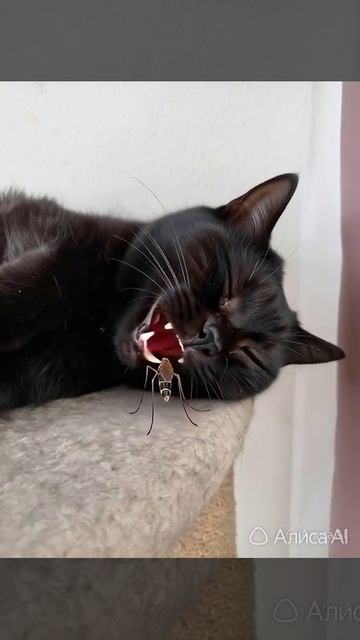 Комар съел кота