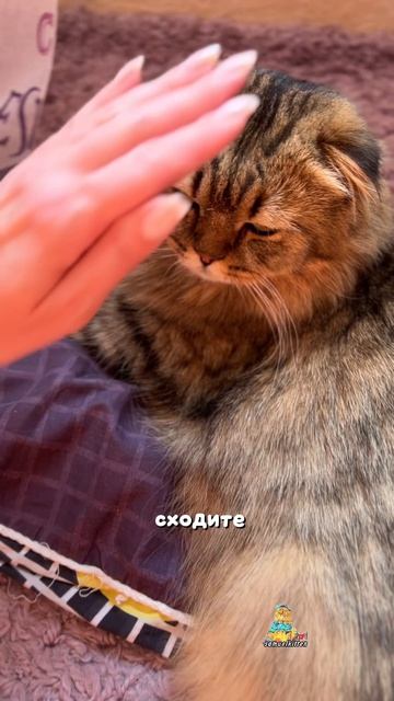 А ваш котик идеально выглажен?  котики юмор животные