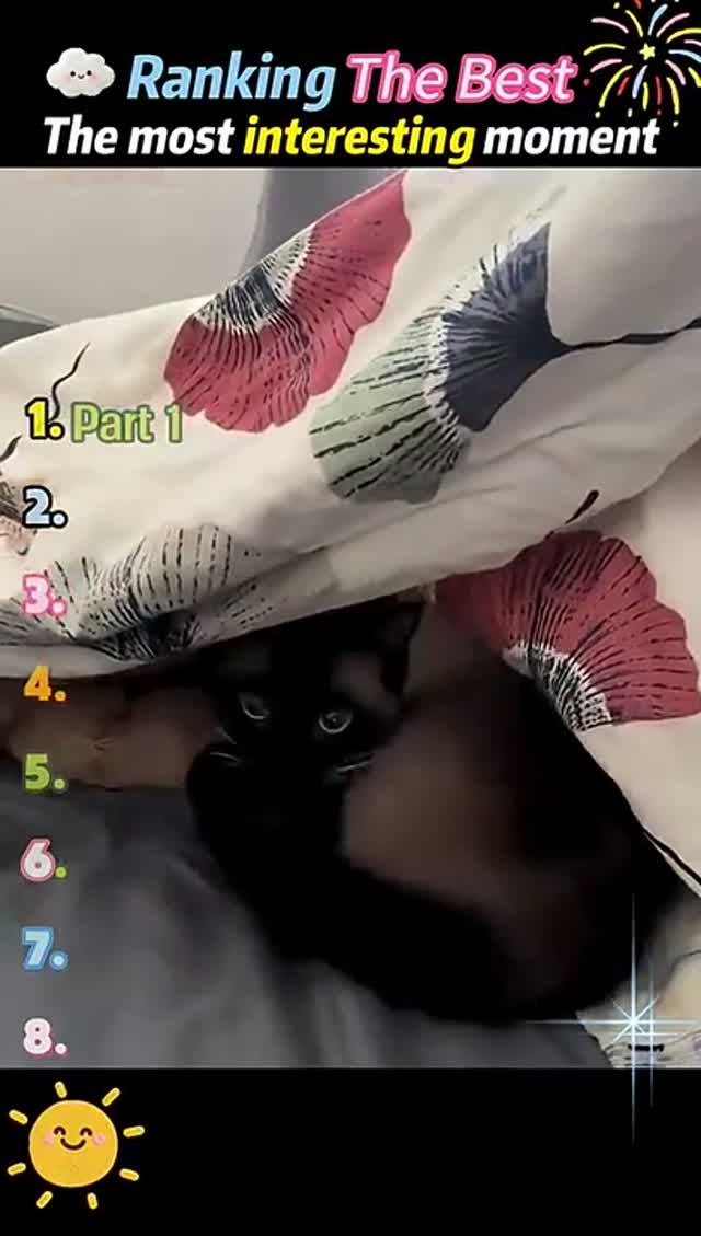 Котик отлично играет в прятки.😺😸😹😻😼