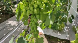 АСКАНИЯ И ЭПАТАЖ!!!🍇🍇🍇 СИГНАЛКИ НА ПРИВИВКАХ 2026! Telegram, WhatsApp, Vlber и MAX +79528500417.