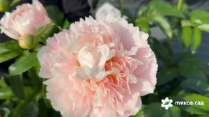Nelda's Joy peony. Нелда's Джой пион. Пулков сад (2026 г.)