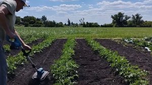 20-07-2026 Прополка картофеля с помощью электрокультиватора  (электротяпки аккумуляторной)