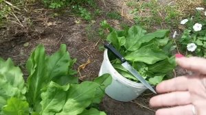 Устроила лесоповал😁 главное света стало больше. Между лесом и домом, выбираю дом- собираю своё!