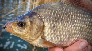 Карась МАССОВО ЗАШЕЛ В КАМЫШ🐟🐟🐟!!!