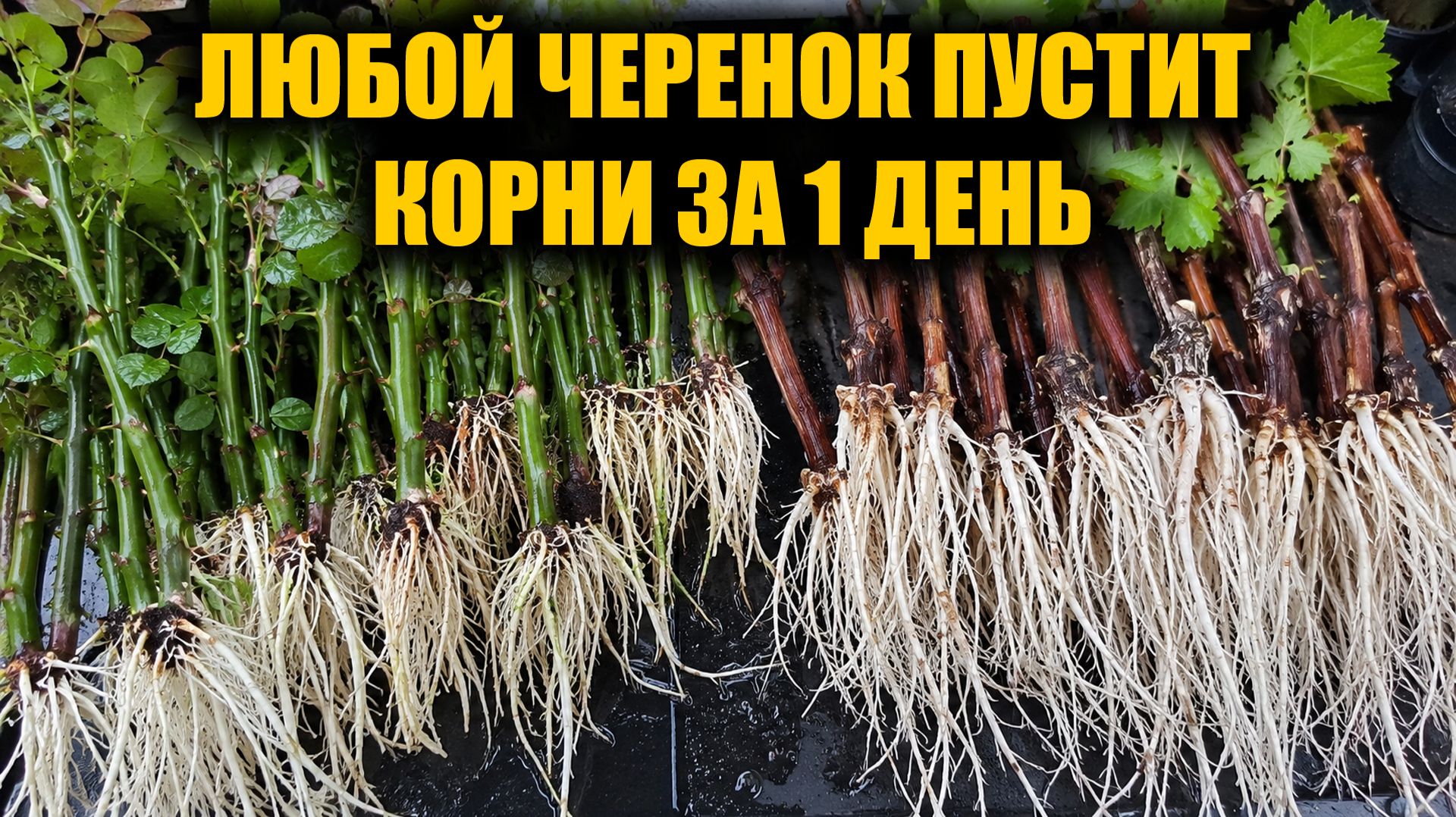 100% Способ укоренения любых черенков от винограда до розы укореняется все! смотреть онлайн