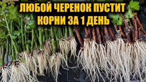 100% Способ укоренения любых черенков от винограда до розы укореняется все!