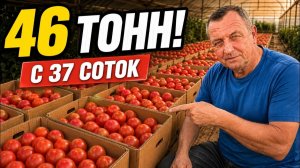 46 тонн томатов с 37 соток! Итог урожая в теплице