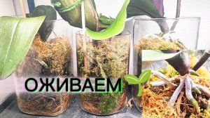 Китайский орхидеи прошли адаптацию и показывают первые результаты