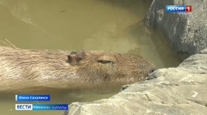 «Вести. Сахалин. Курилы». 18 июля 2026 года