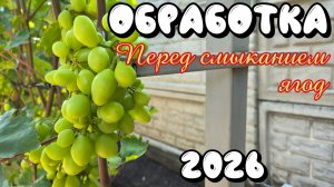 ОБРАБОТКА винограда ПЕРЕД СМЫКАНИЕМ ЯГОД. 2026 год.