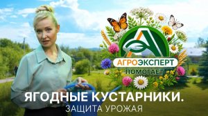 Ягодное лето: как собрать урожай, который порадует
