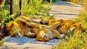 В Тайгане СНОВА ПОПОЛНЕНИЕ, а мы пришли проведать малышей Симбы и Налы и УВИДЕЛИ МИЛЕЙШУЮ КАРТИНУ!