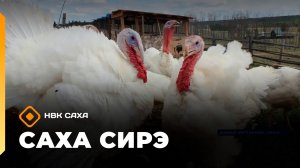 «Саха сирэ» информационнай биэрии. От ыйа 17 күнэ 20.30