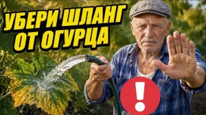 Огурцы попрут ПЛЕТЬЮ за неделю! Уберите одну ошибку с поливом