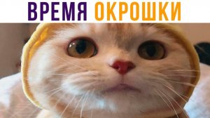 БЮБЮТЬ (кошка писала название) ))) Приколы с котами