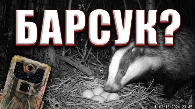 Проверка Фотоловушек в Лесу Животные 11.05.2026 Проверка Фотоловушек в Лесу Животные 11.05.2026