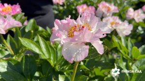 Tranquil Dove peony. Транквил Дов пион. Пулков сад (2026 г.)