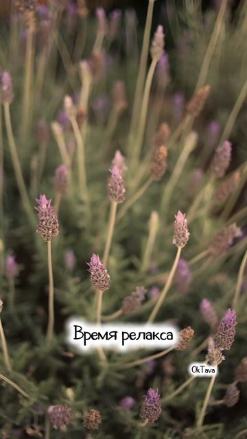 Время релакса расслабляющая музыка Время релакса расслабляющая музыка