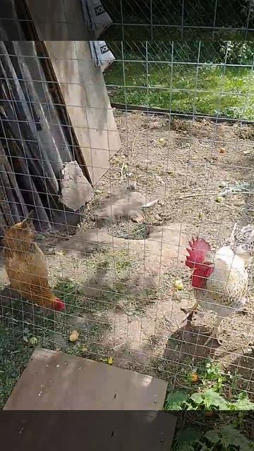 VID_20260719