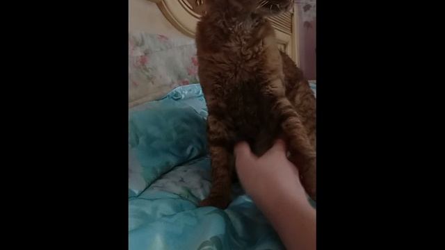Влог с котом!?)))