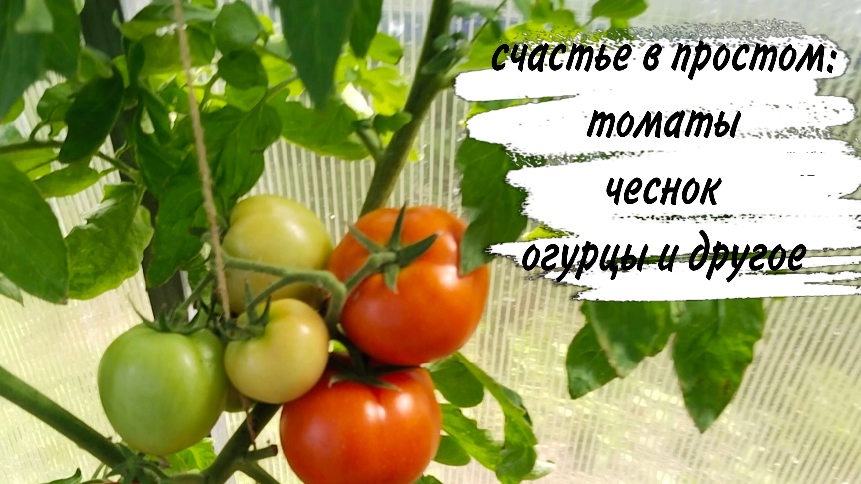 20-07-2026♥️ ДАЧА ♥️ ОГОРОД ♥️ УРОЖАЙ ♥️ 20-07-2026♥️ ДАЧА ♥️ ОГОРОД ♥️ УРОЖАЙ ♥️