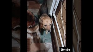 📑Отчёт о пушистиках за последние месяца — под шикарную  музыку .🎧