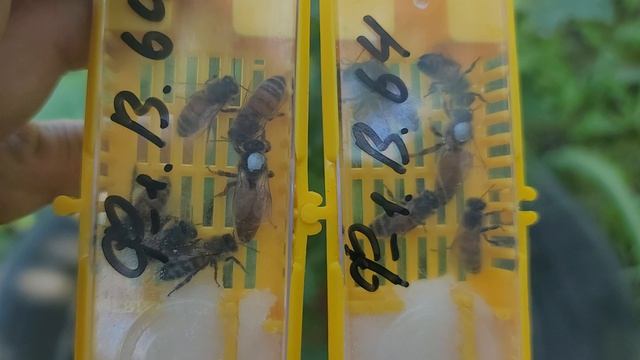 ф.87.  отбираю маточек и обрабатываю пчелосемьи от клеща.