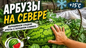 Сибирские арбузы.
