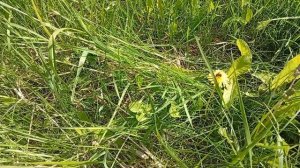 Варенье из одуванчиков, делаем вместе с вами