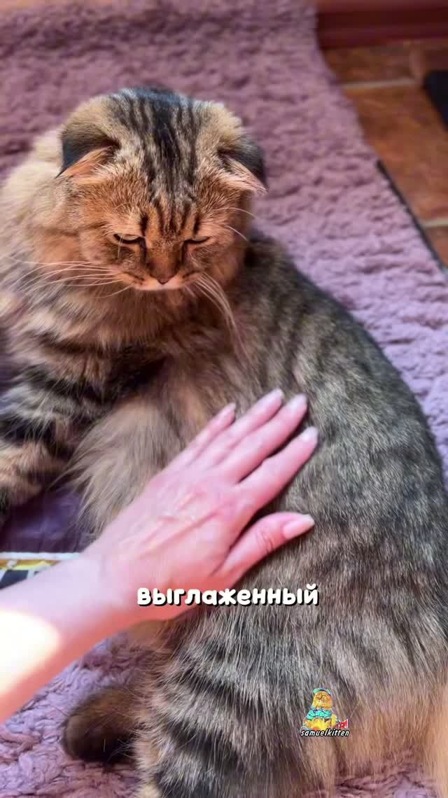 А ваш котик идеально выглажен?😸  #котики #юмор #животные