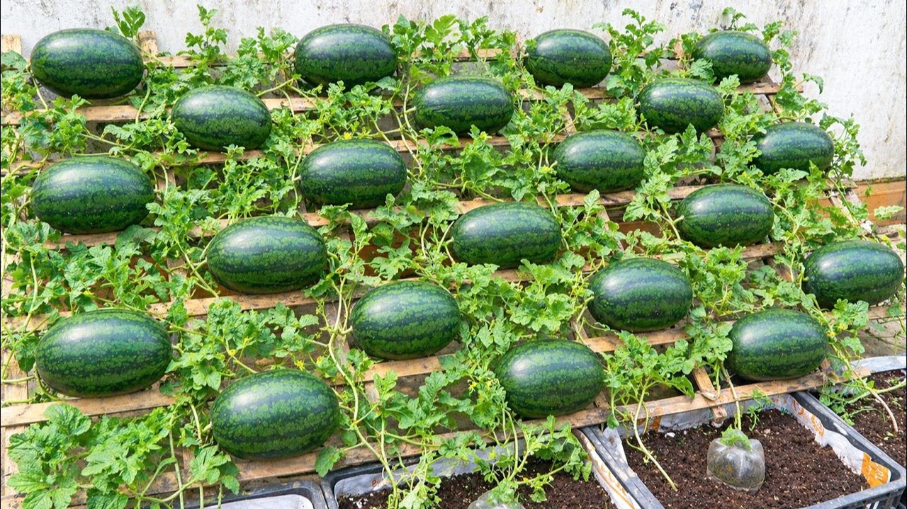 Секрет выращивания арбузов на балконе — много вкусных и сладких плодов