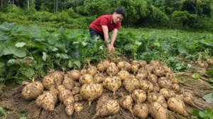 Собрал корни хикамы и продал их. Традиционная кухня. Энзо. Вьетнам