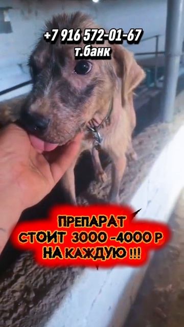 В приюте эпидемия !!! пожалуйста помогите