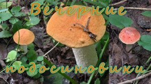 Вечерние подосиновики! По грибы 2026!