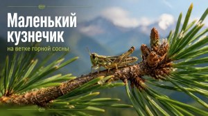 Маленький кузнечик на ветке горной сосны