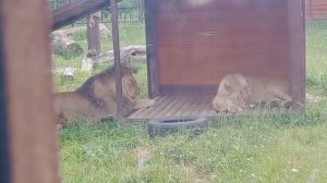 CAJH6567_19.07.2026_Видео от Ивана