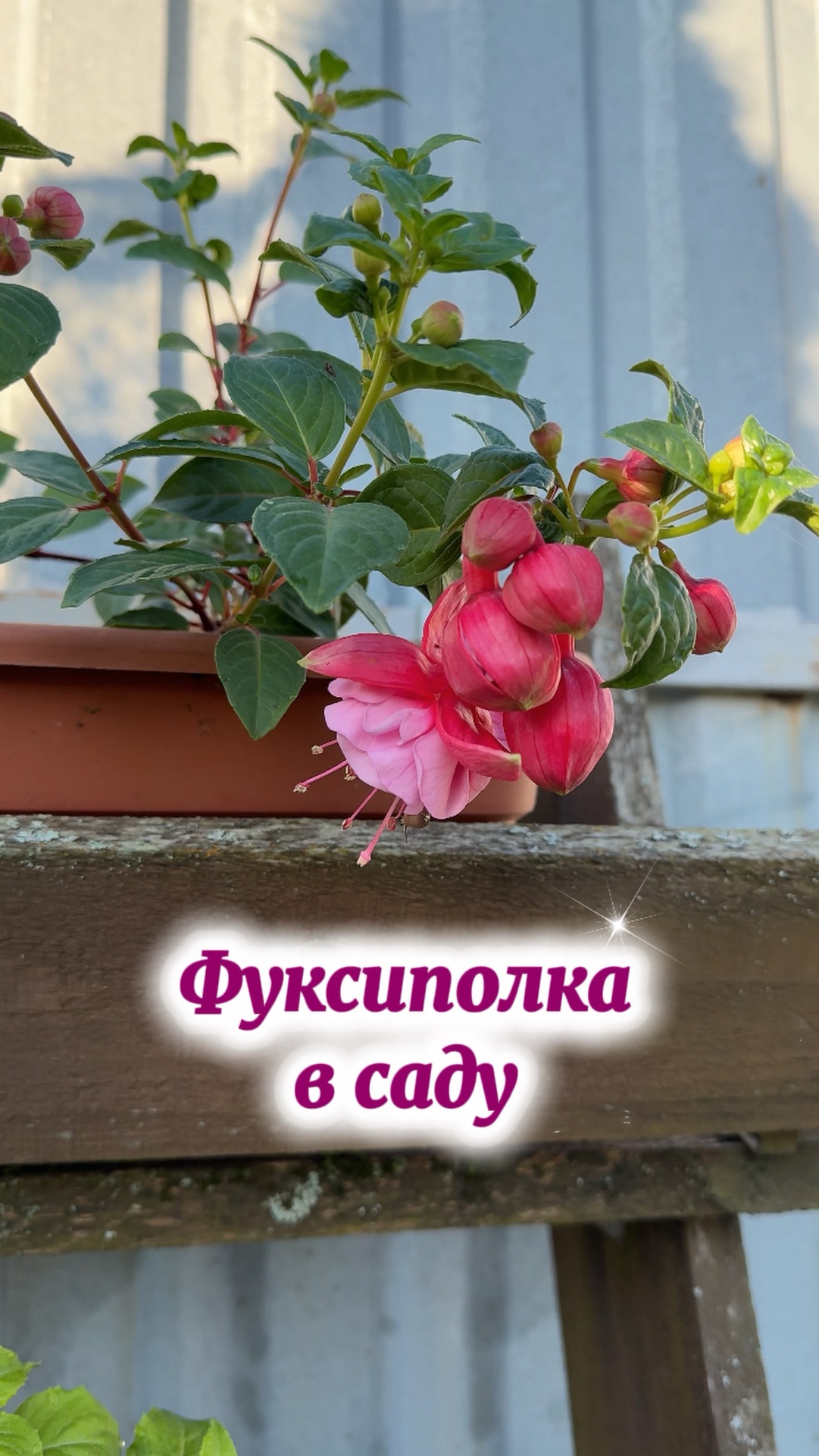 Фуксии