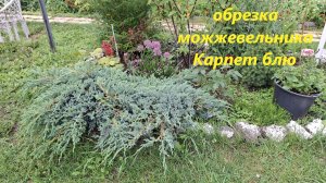 Стрижка можжевельника Карпет блю