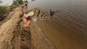 Эта снасть не перестаёт удивлять. Рыбалка на резинку. ( часть 1)