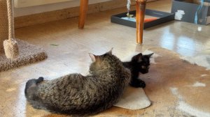 Дневник котят Барсика и Мани «Повышенная милота на квадратный метр» 20-07-2026
