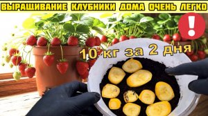Как вырастить клубнику дома 10 кг зимой каждую неделю